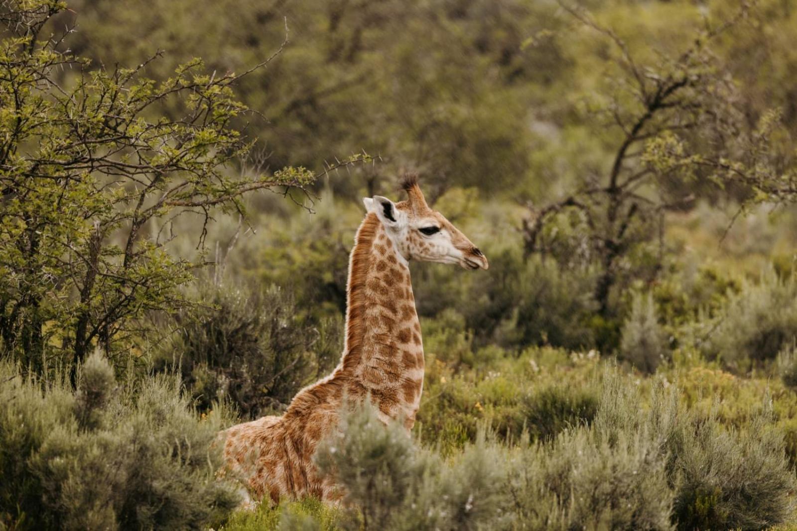 Wildehondekloof Game Lodge Matjiesrivier  Exterior foto