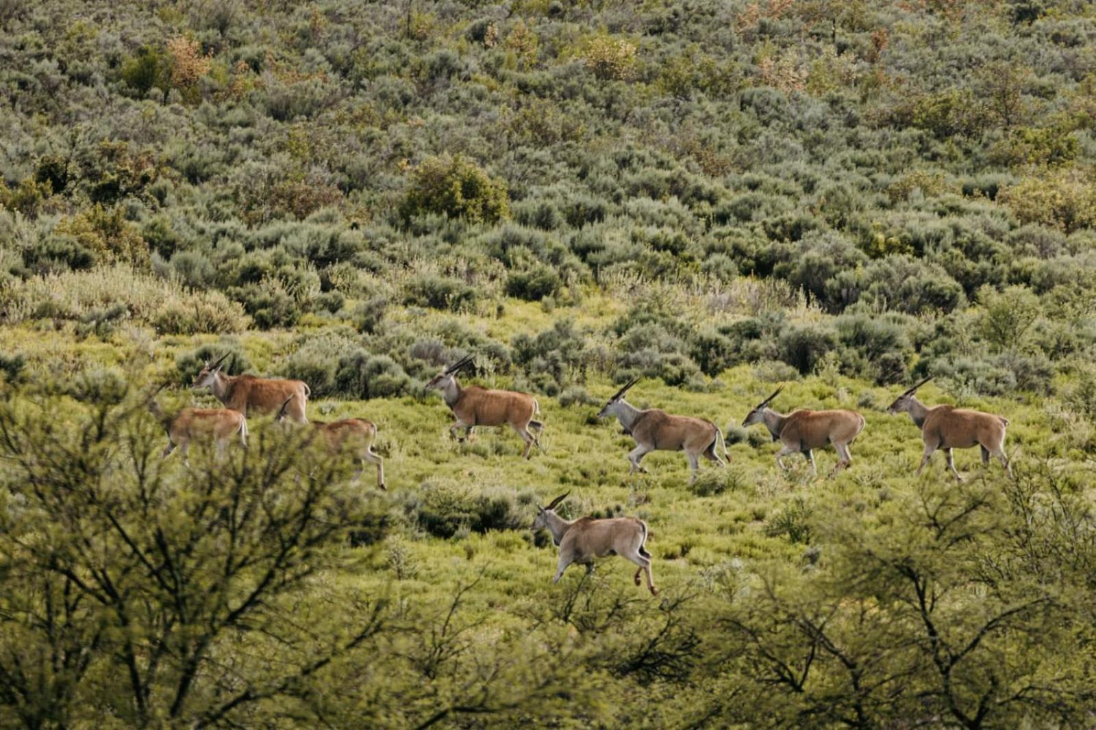 Wildehondekloof Game Lodge Matjiesrivier  Exterior foto