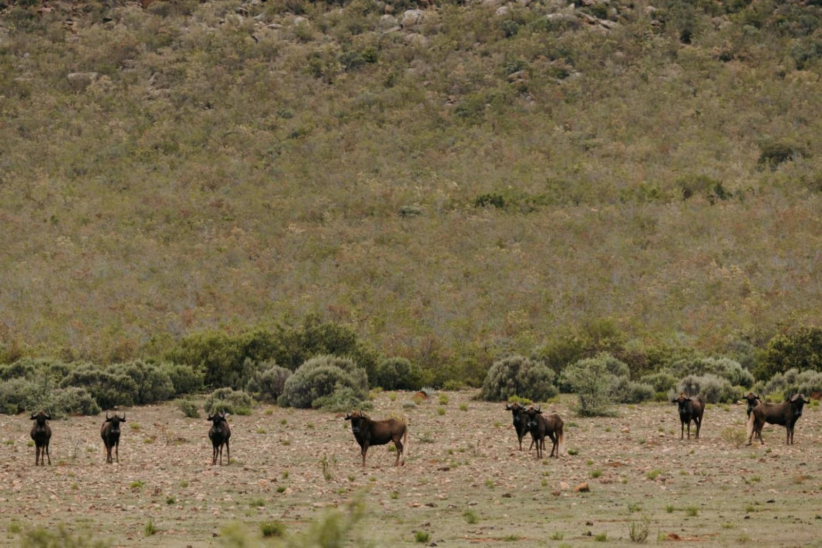 Wildehondekloof Game Lodge Matjiesrivier  Exterior foto
