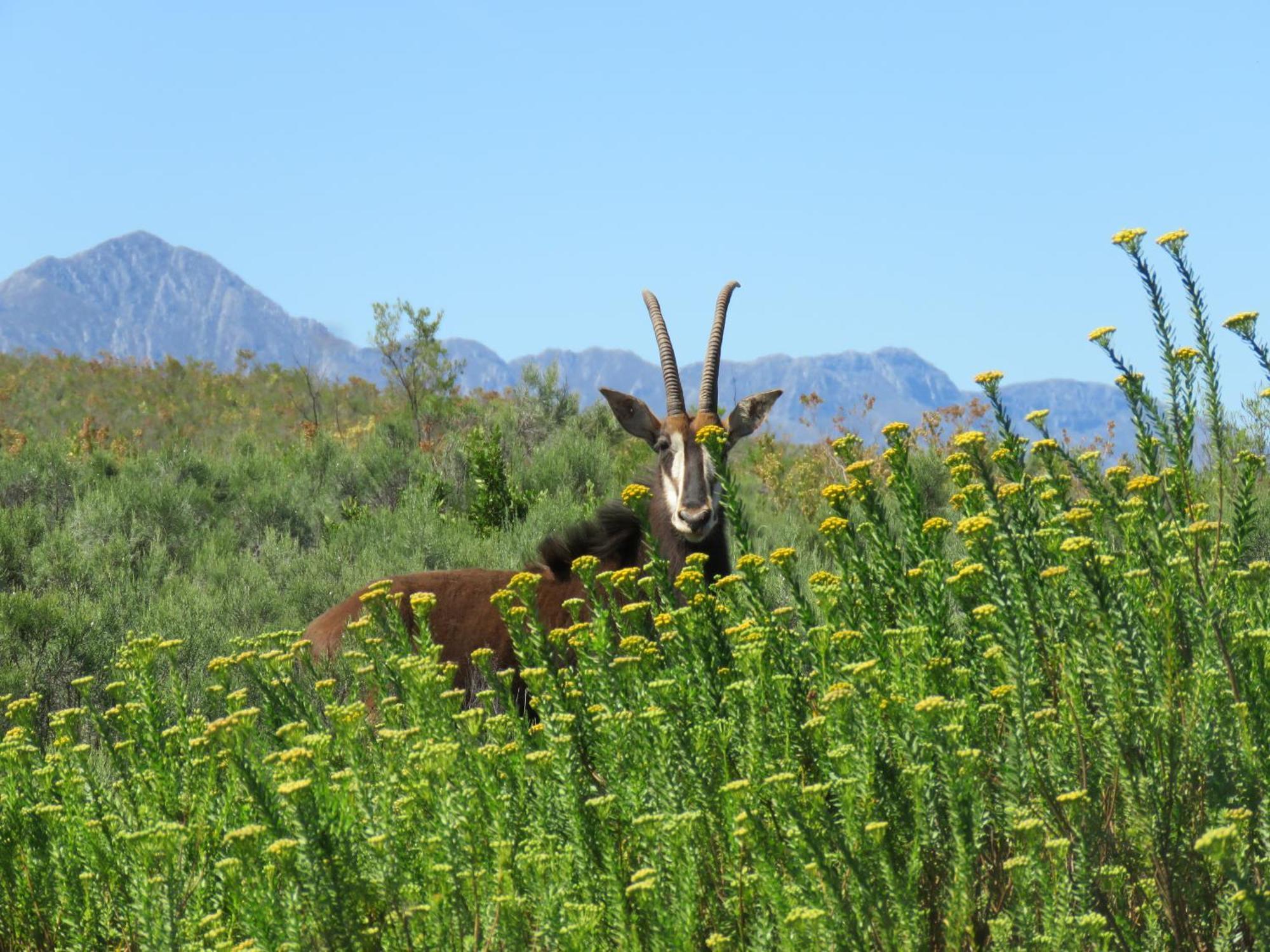 Wildehondekloof Game Lodge Matjiesrivier  Exterior foto