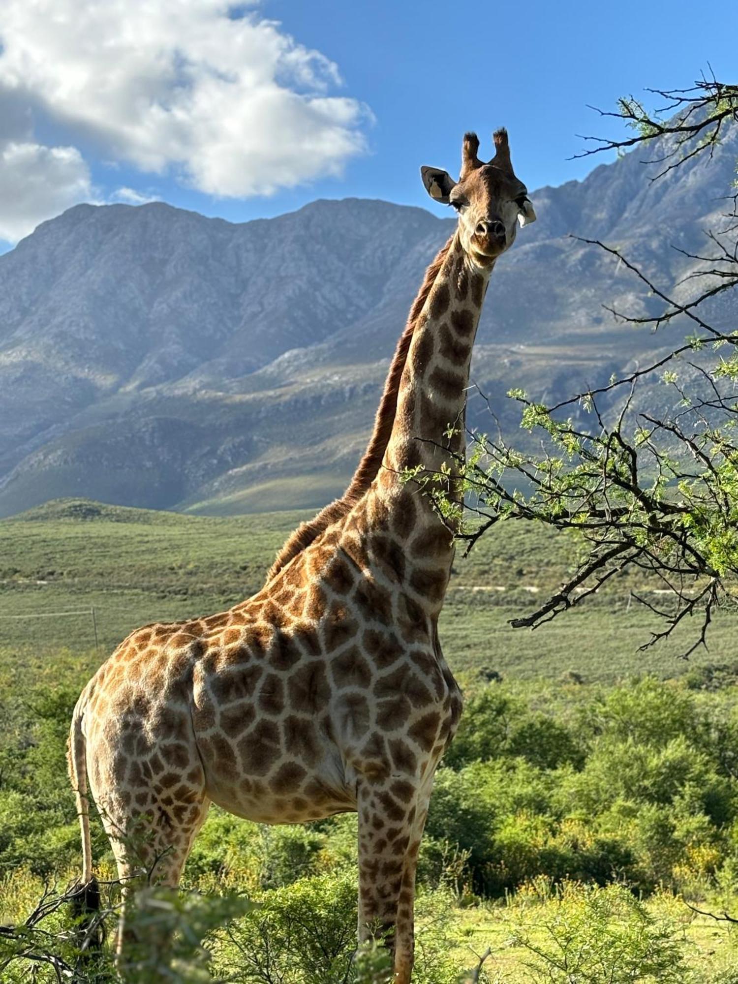 Wildehondekloof Game Lodge Matjiesrivier  Exterior foto