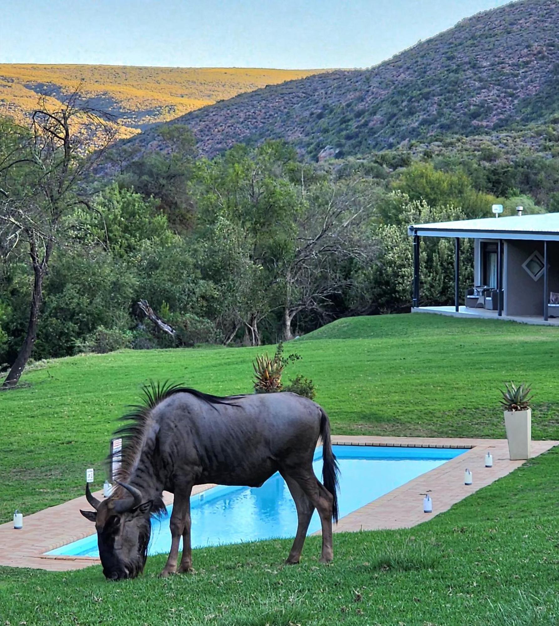 Wildehondekloof Game Lodge Matjiesrivier  Exterior foto